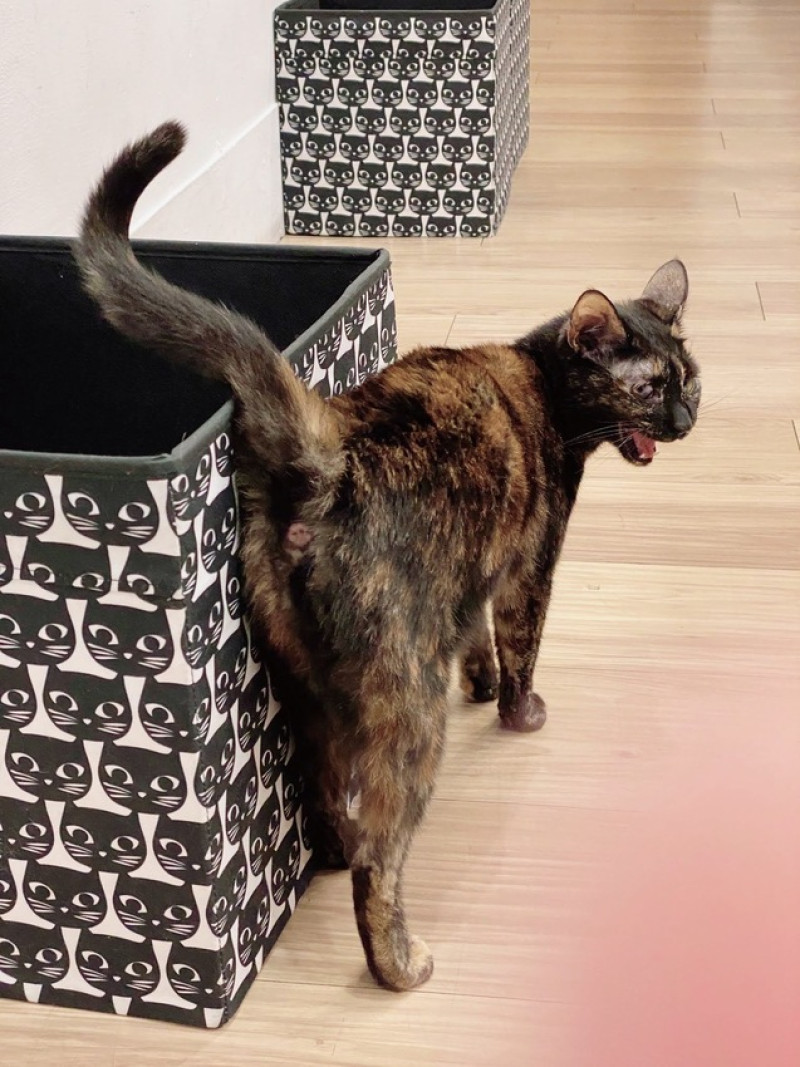 旅行食｜台中 G貓甜點・Glock Bakery 貓咪中途甜點店