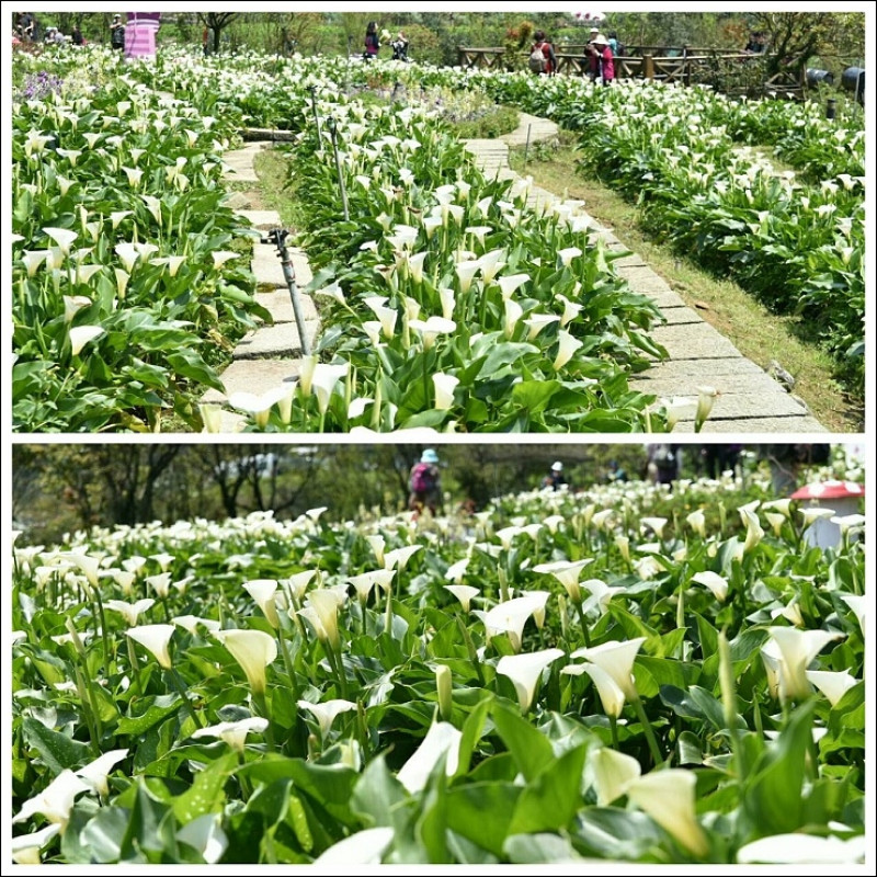 《魔鬼甄花瘋玩台灣》陽明山竹子湖海芋田景點全攻略&必吃美食熱門野菜餐廳懶人包~2017年3月最新版花況更新！！