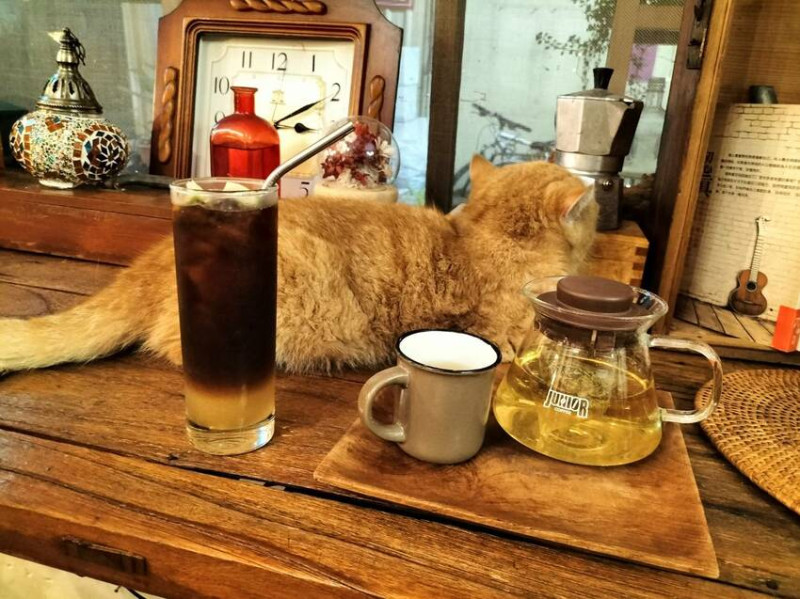超美超夢幻環境還有好多可愛療癒貓貓-嘉義in coffee咖啡廳