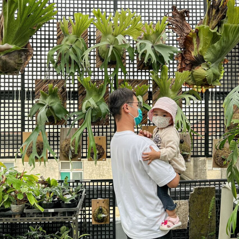 高雄景點｜老屋改造的鹿角蕨花園/超美的屋頂綠園/阿金的便秘花園