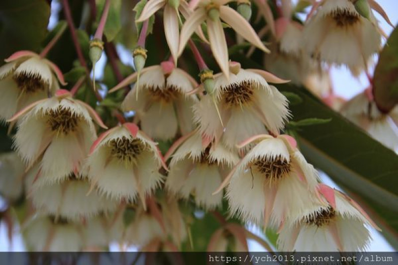 臺北市中山區／新生公園散心訪玫瑰園百花盛開