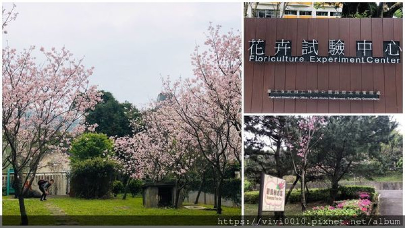 圓圓家出去玩-<台北士林>花卉試驗中心賞櫻花，浪漫婚紗聖地，昭和櫻盛開中，免費賞花景點!周圍美食推薦-景福館便宜韓食超好吃