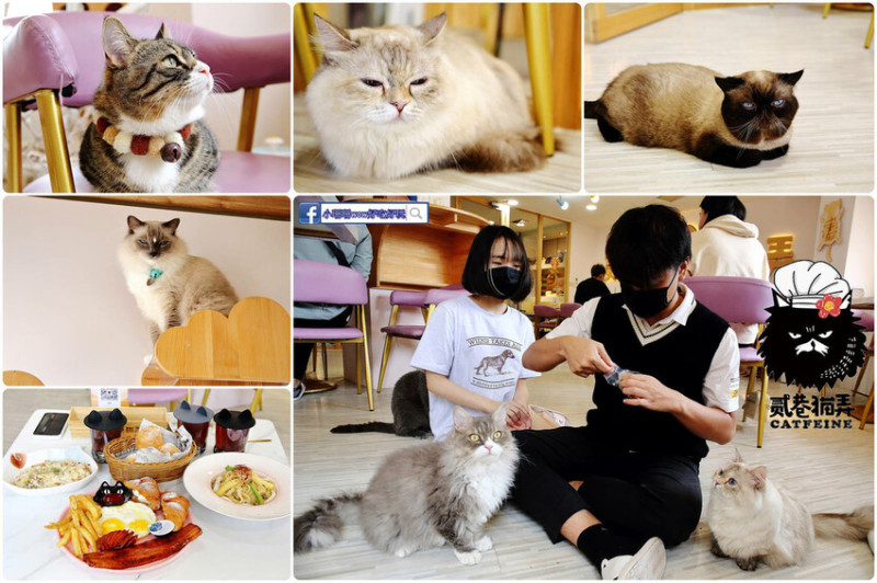 桃園必朝聖的「貓咪咖啡廳」，13隻喵星人坐檯超療癒，快相揪來嚕貓，貓奴們快筆記！