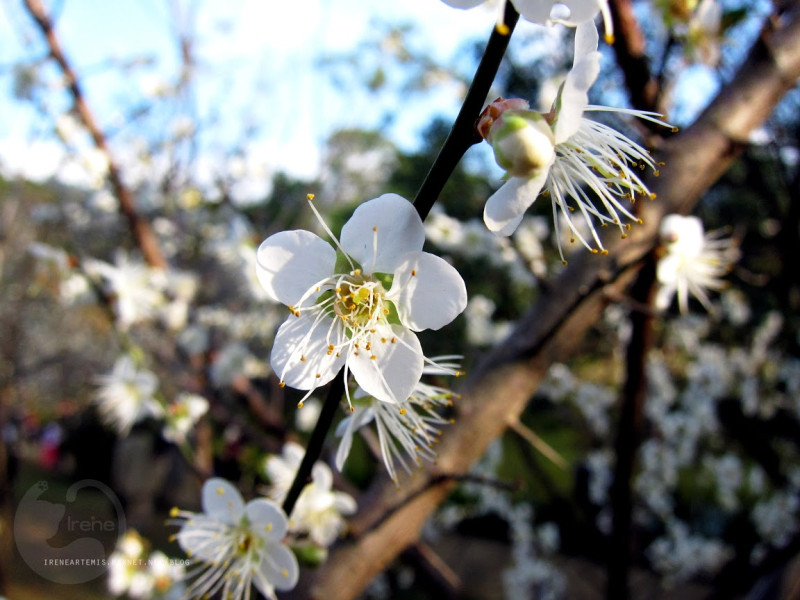 桃園景點 | 角板山行館 ．秋楓冬梅春櫻一次看盡 / 台灣好行輕旅行