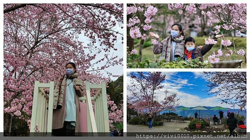 桃園.復興-拉拉山恩愛農場2022花況搶先看，2.15才正式對外開放，我們搶頭香囉!!目前花開約4成，想擁抱一片