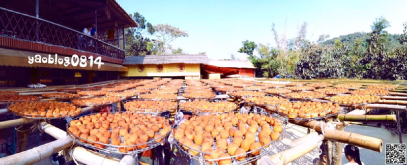 【新竹新埔│景點】味衛佳柿餅觀光農場＊九降風起 又到了紅柿的季節