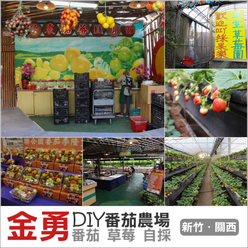 關西｜金勇DIY休閒農場．番茄王國也有草莓可以採唷~