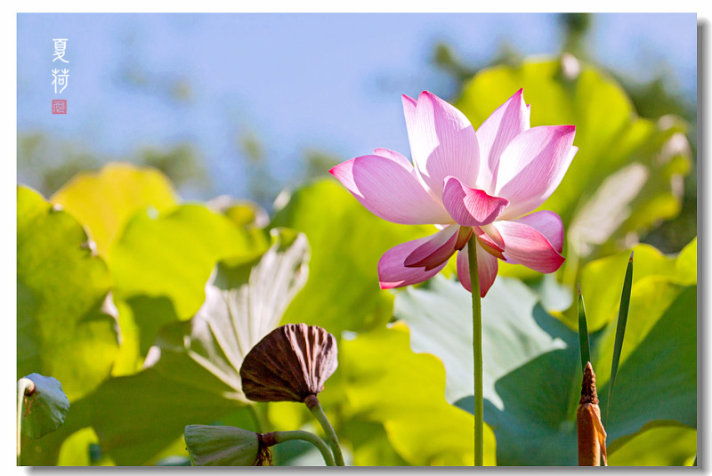 【台中】亞洲大學．夏荷