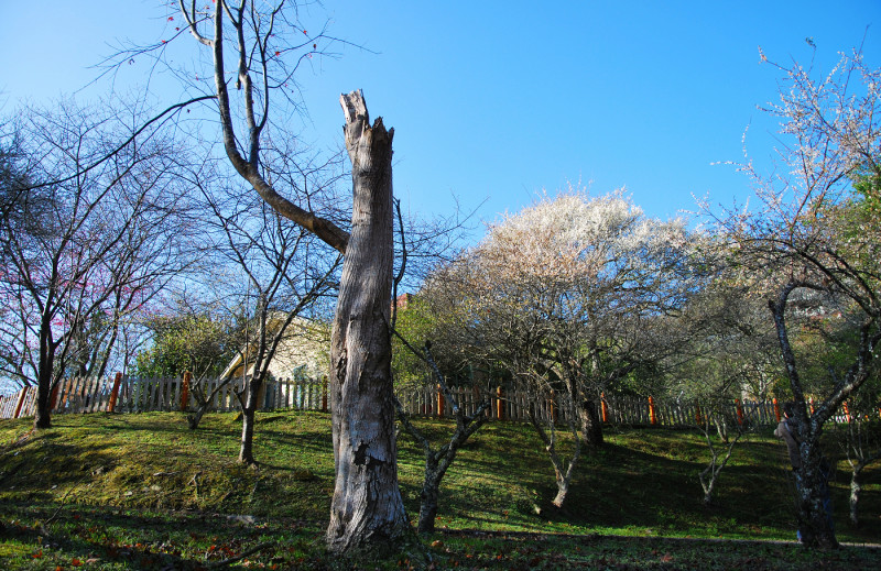 殘雪 . 藍色幻想曲 * 南投 . 萬大電廠日式宿舍 ( 梅花季 )
