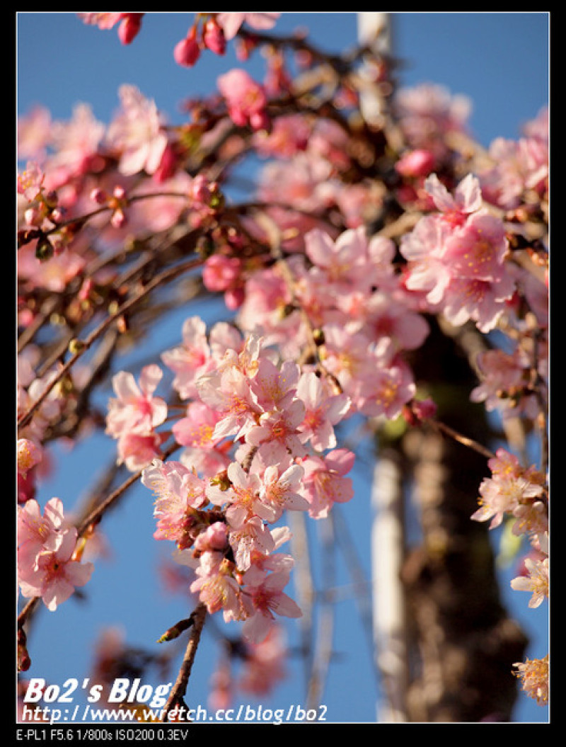 
南投.信義-2013草坪頭玉山觀光茶園_群櫻綻放(新中橫記實)
