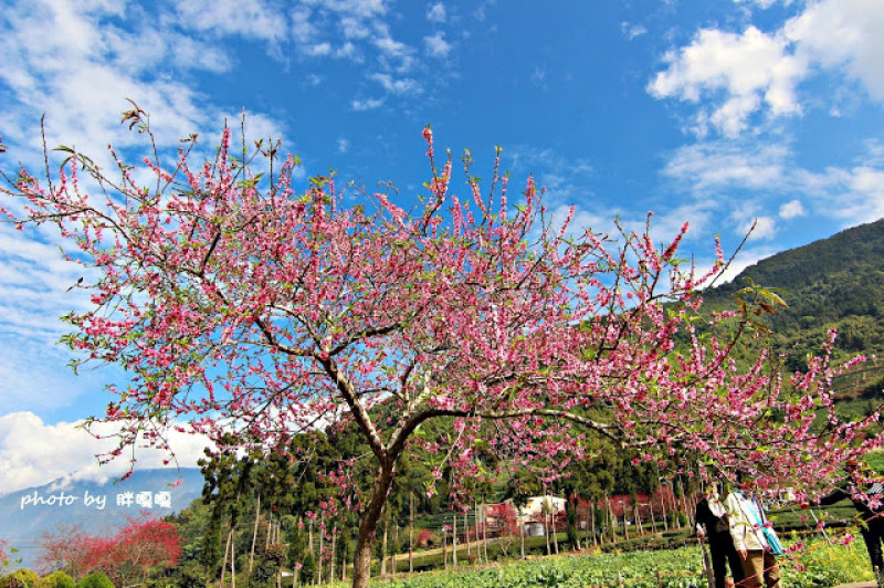 【南投 信義】草坪頭玉山觀光茶園○※●桃花+李花+櫻花偶爾還有黃澄澄的油菜花，花紅柳綠，美不勝收~走吧!!一起漫步在茶園中，享受茶園芬芳，大飽眼福^_−☆