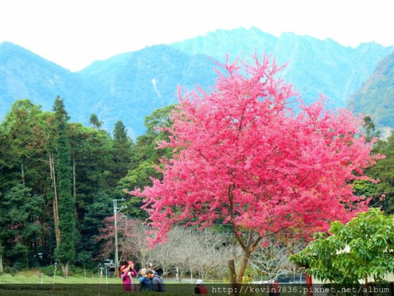 櫻花季~草坪頭玉山觀光茶園+吃熱愛玉半日遊,賞櫻花在南投信義鄉就可看見粉紅色櫻花美麗夢幻唷!