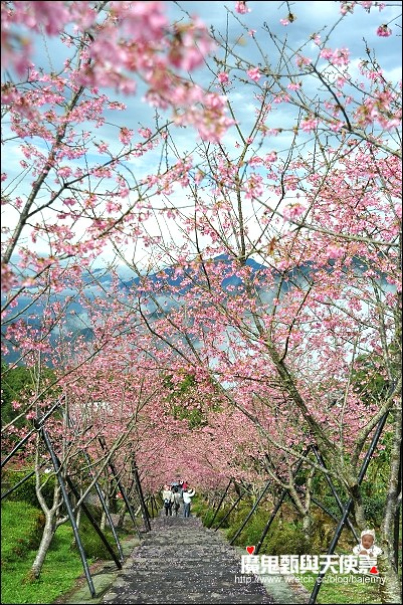 《台灣賞櫻景點地圖》南投鹿谷鳳凰谷鳥園．台大茶園雲海河津櫻．二水火燒麵