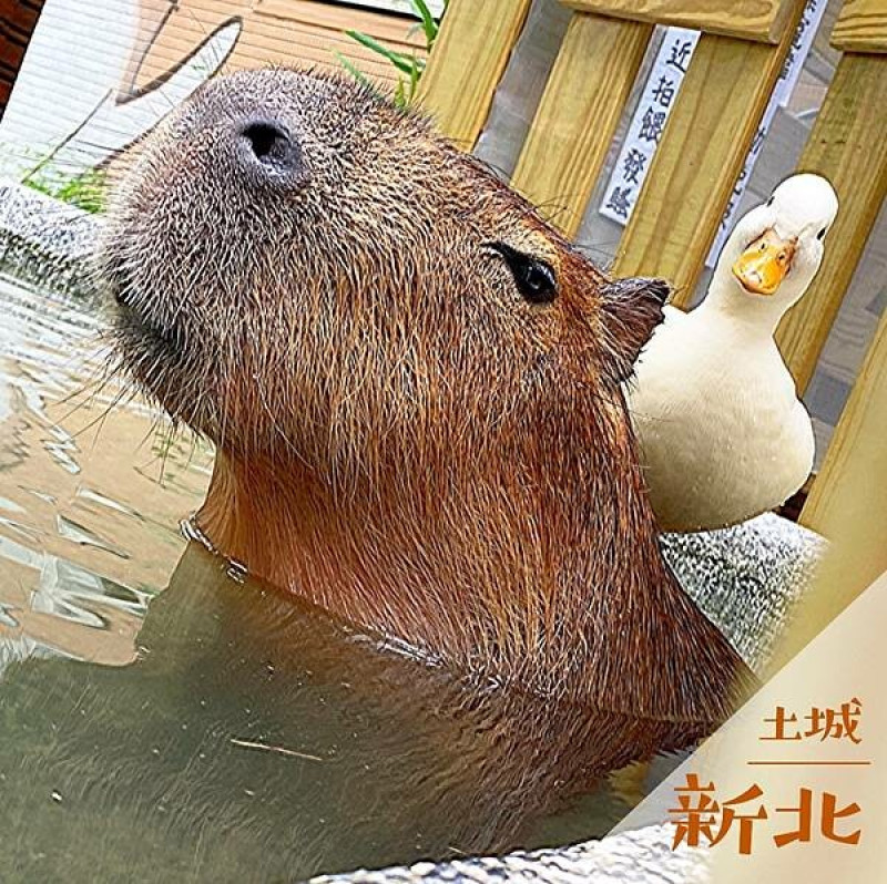 水豚騎士｜水豚君坐鎮早午餐推薦 @neru.foodie / 丸の良食