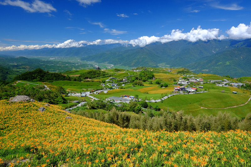 ［花蓮］：花海美如畫☆六十石山金針花