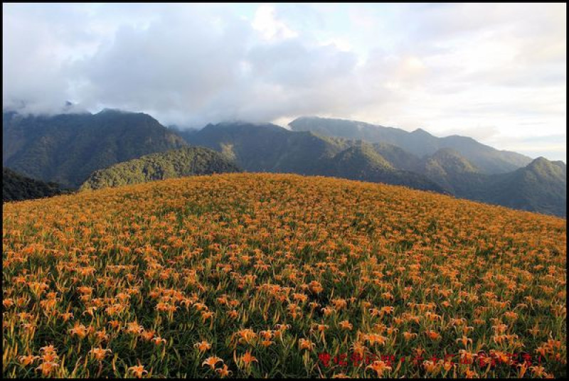 【賞花。花蓮】六十石山金針花山嵐亭超美花況/9月9日金針花況/說走就走的旅行!!