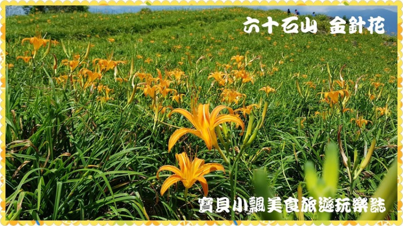 [景]花蓮 富里鄉 六十石山 金針花 欣賞世界八大花海美景~品嘗道地金針料理!