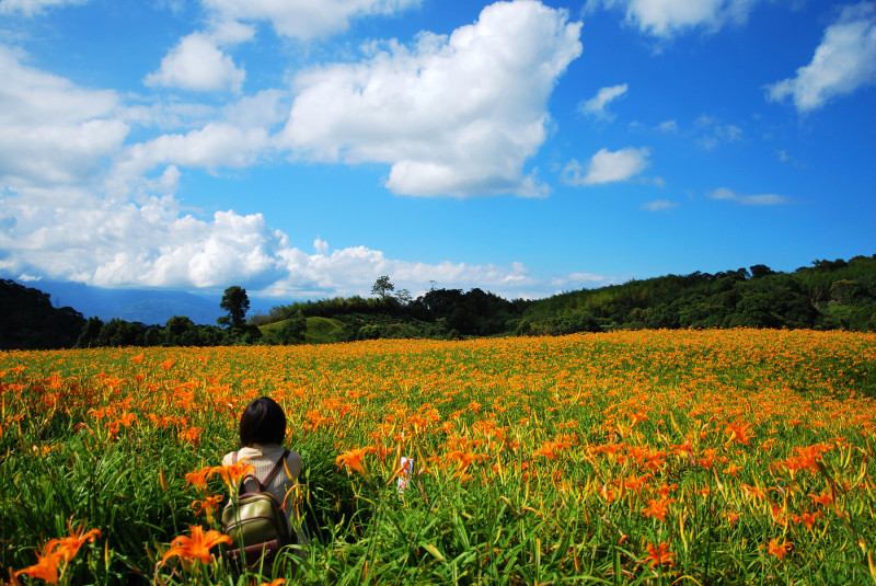 旅人與森林魔毯 * 花蓮 . 赤柯山金針花季 ( 2013 )