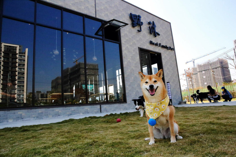 在寵物友善餐廳吃台灣熱炒？！打卡台中全新「大草皮」寵物餐廳，邊境、薩摩耶萌狗坐鎮！