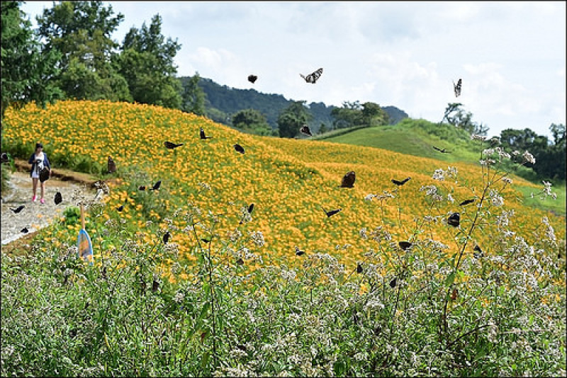 《2015花蓮金針花季放空5日遊》花蓮富里六十石山/玉里赤科山金針花季．花況飲食交通管制懶人包