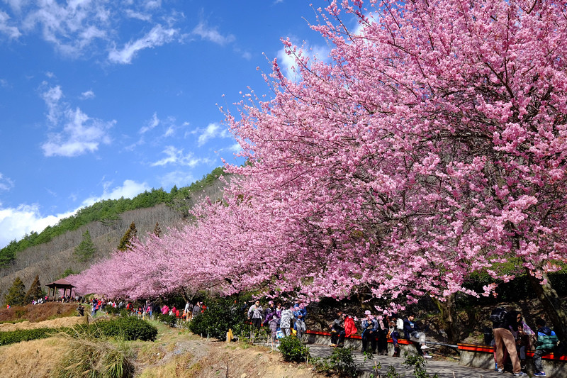 ［台中］：2015年武陵櫻花季☆必拍賞櫻點分享(2/21花況)