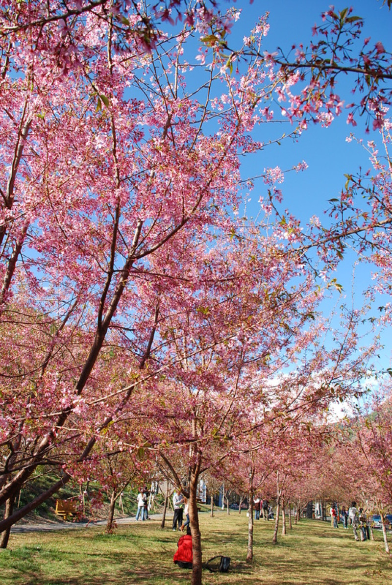 ◈台中◈ⓜ武陵農場賞櫻ⓜ