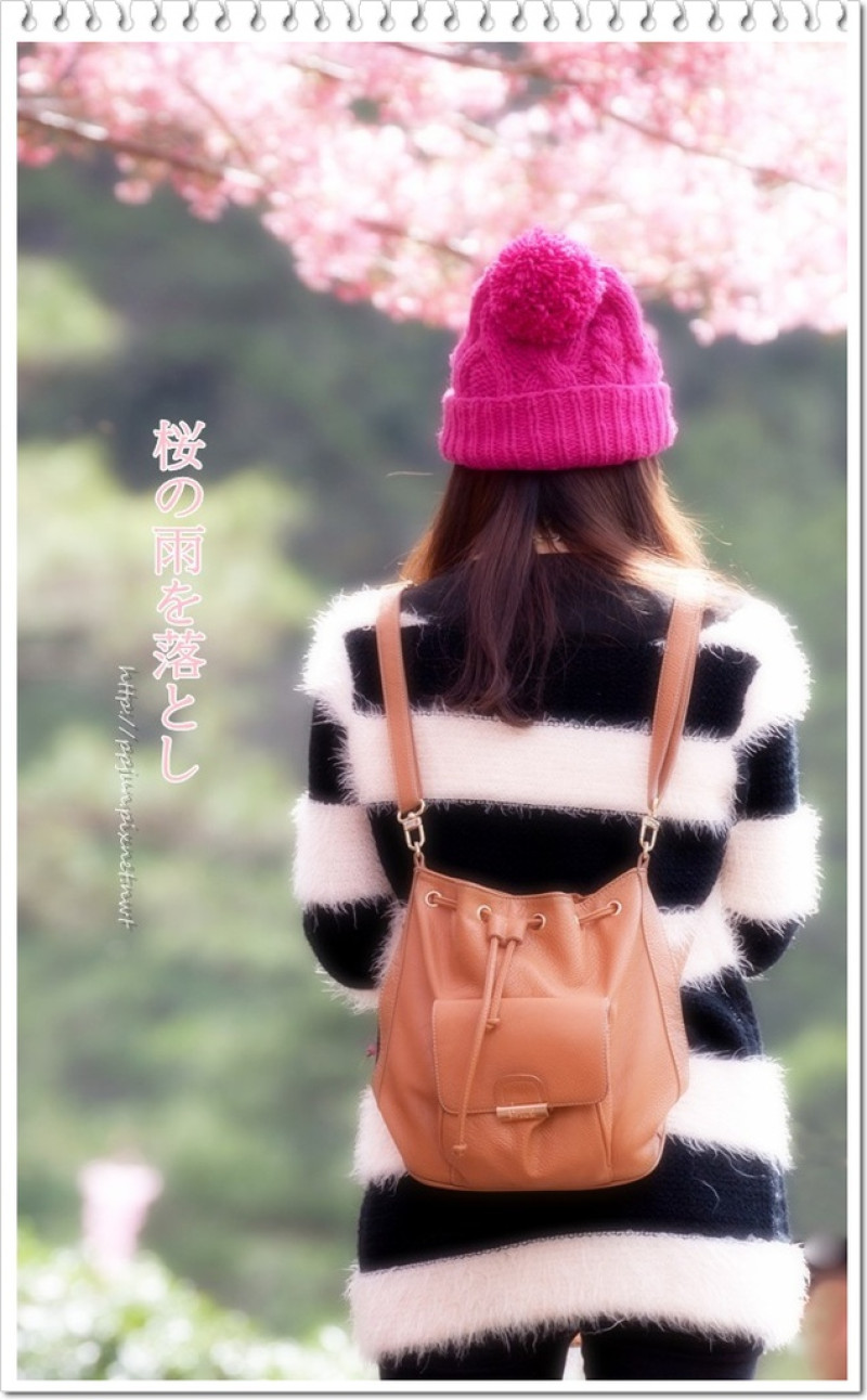 【台中】武陵。櫻花雨