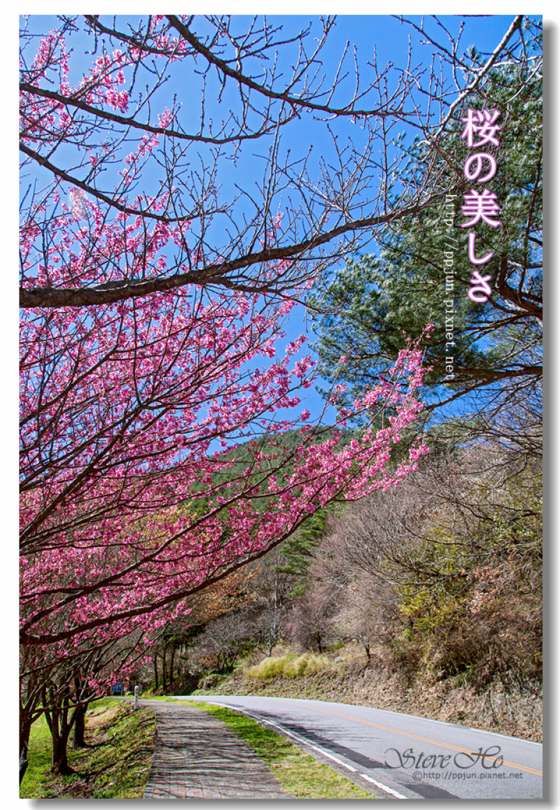 【台中】武陵．2016 櫻花季