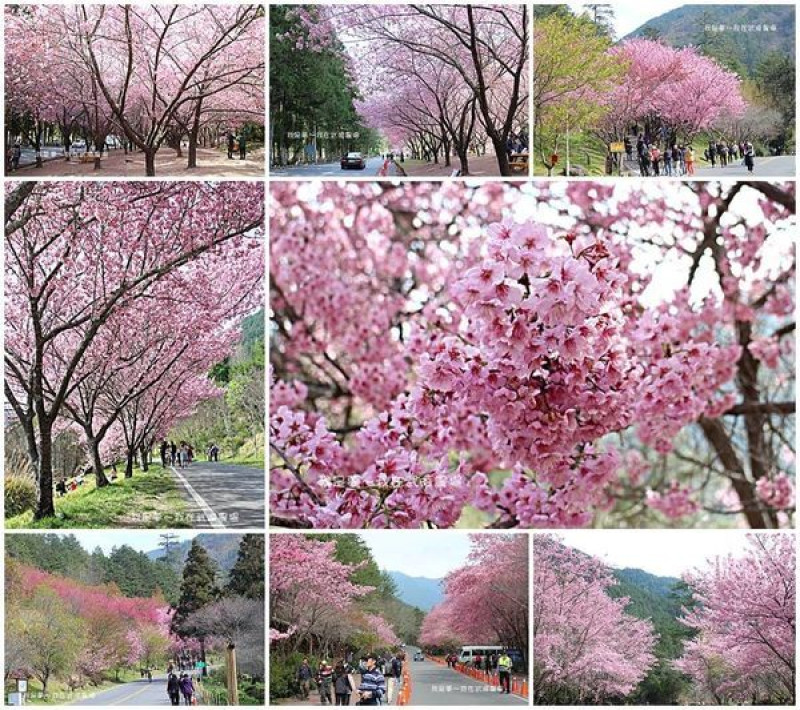 『台中。2019武陵農場賞櫻』～交通管制資訊／豐原客運一日遊／一生中必遊的賞櫻景點／浪漫櫻花雨