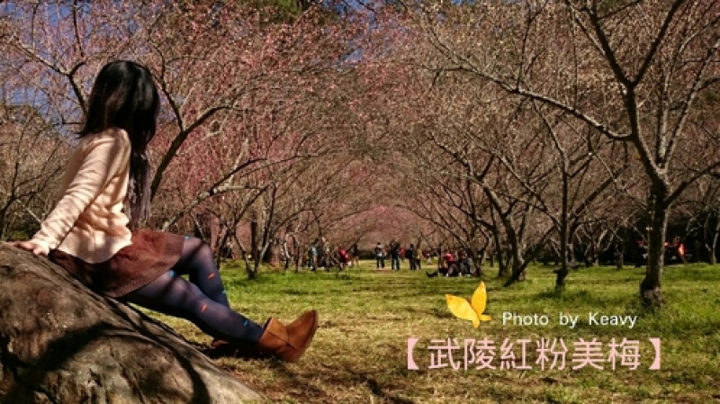 ★台中和平★聽見【武陵農場】的「梅」好「弦」律，再來口臘梅處處香～