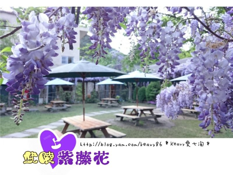 ★台中和平★愛上【武陵農場】紫藤花的紫色浪漫，猶如串串葡萄，看了眼甜心也甜。