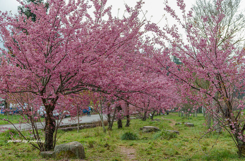 210306台中-武陵農場賞櫻