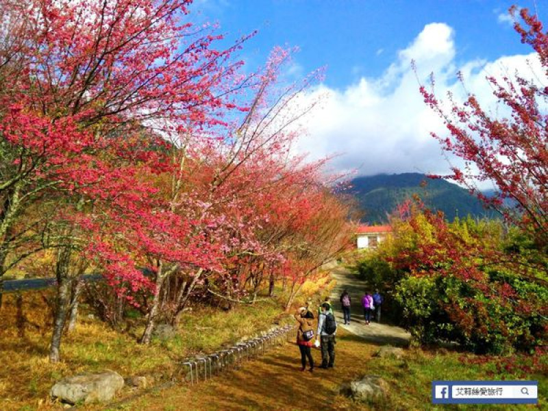 2017武陵農場櫻花季！夢幻美麗的粉紅櫻花花海 X 入場必看！管制措施 X 專車路線 X 專車票價 X 注意事項