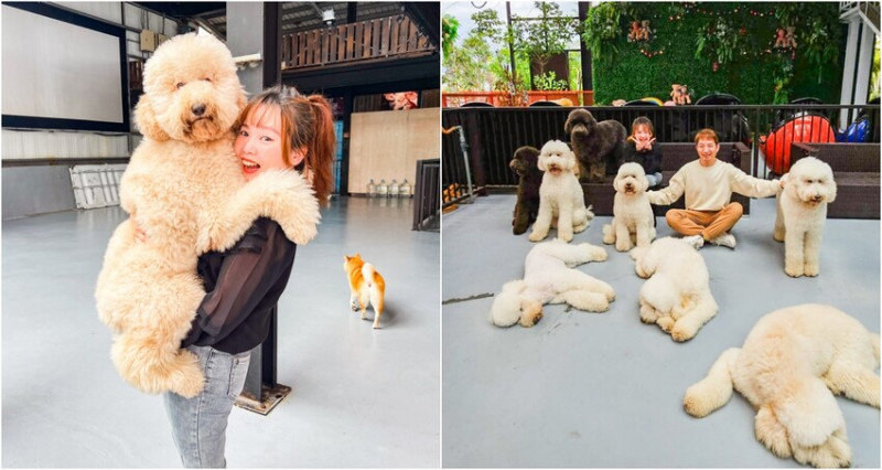 花蓮縣吉安鄉汪woof cafe｜萌到哭！超可愛巨型貴賓坐檯寵物咖啡廳