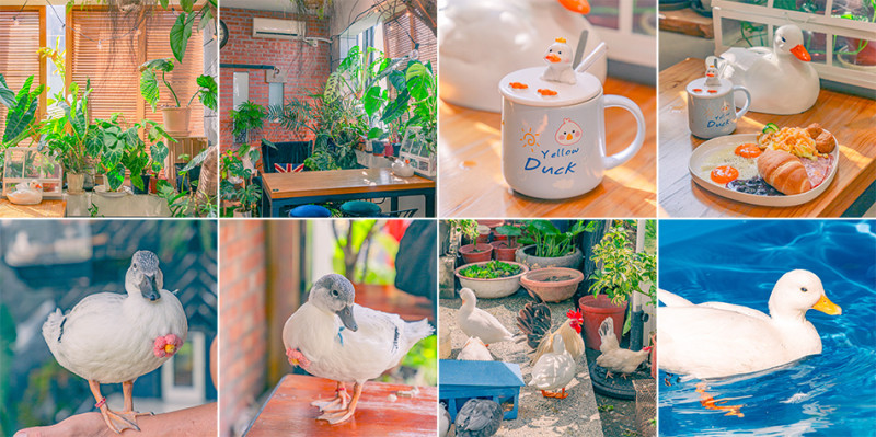 高雄市鹽埕區假日必訪高雄駁二親子咖啡廳，在叢林風格中近距離觀賞可愛柯爾鴨，無低消限制享用人氣造型馬卡龍