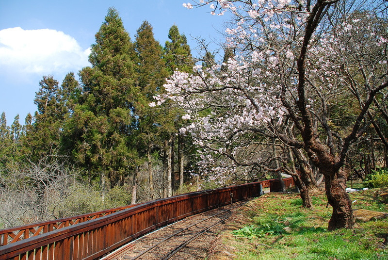 ◈嘉義◈ⓜ阿里山吉野櫻探路之旅ⓜ