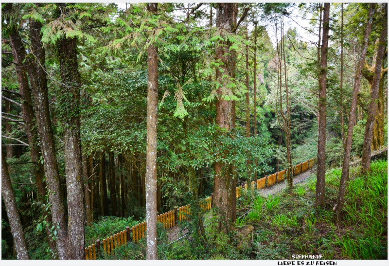 ｜嘉義‧阿里山｜2014年阿里山櫻花季*上山賞櫻囉