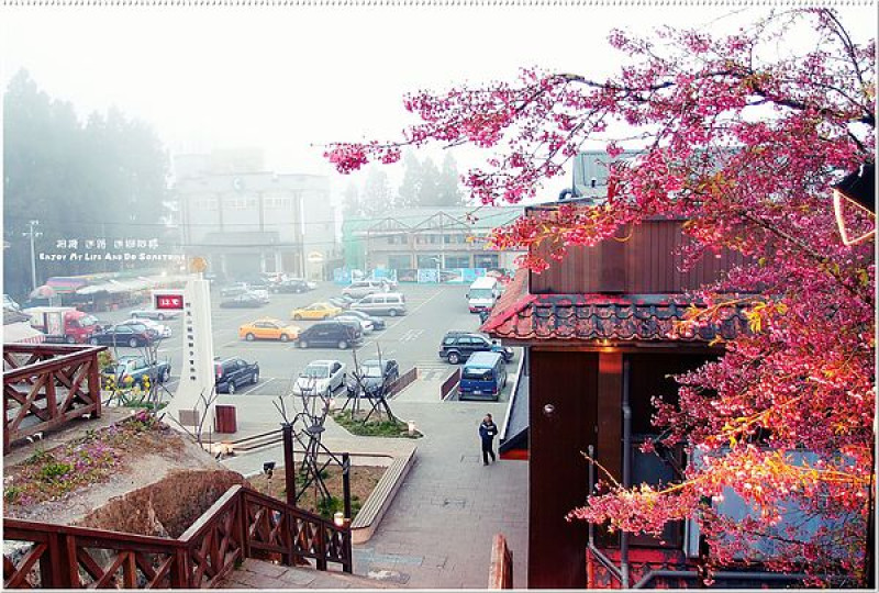 ｜嘉義．阿里山｜賞櫻之旅