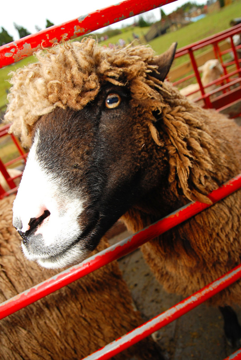 ◈南投◈ⓜ清境羊毛秀ⓜ