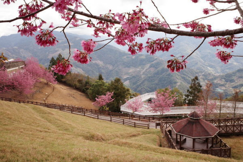 2020年3月清境農場賞櫻花，玩綿羊（GRIII）
