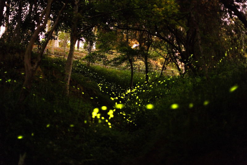 |攝|桐花 螢光 東勢林場