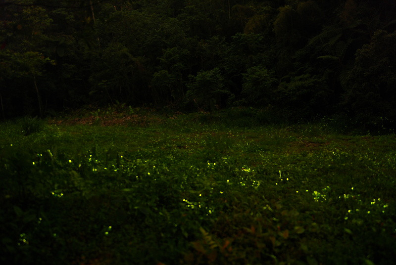 ◈台中◈ⓜ東勢林場賞螢ⓜ