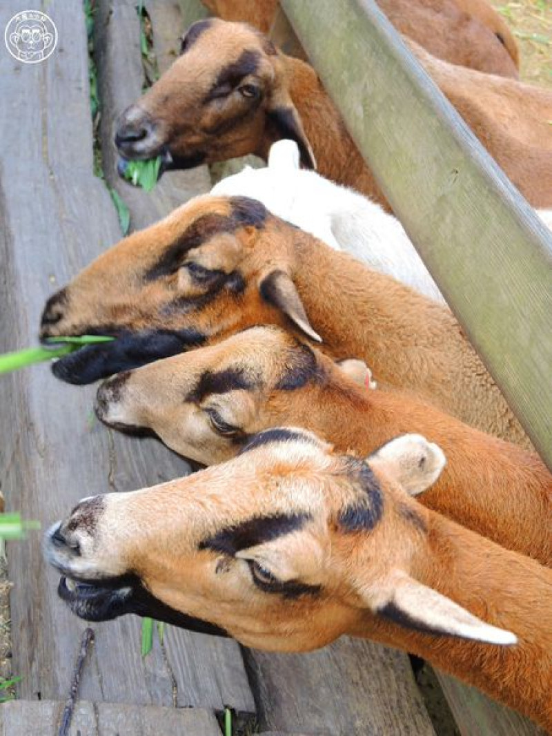 作伙來企投【苗栗通霄･飛牛牧場】和動物們來場零距離接觸吧！
