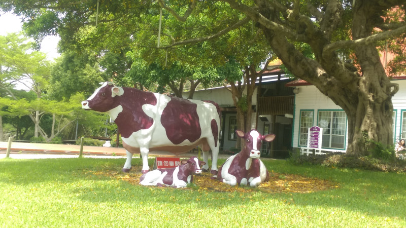 [苗栗一日遊]周末和朋友一起到飛牛牧場踏踏青吧！