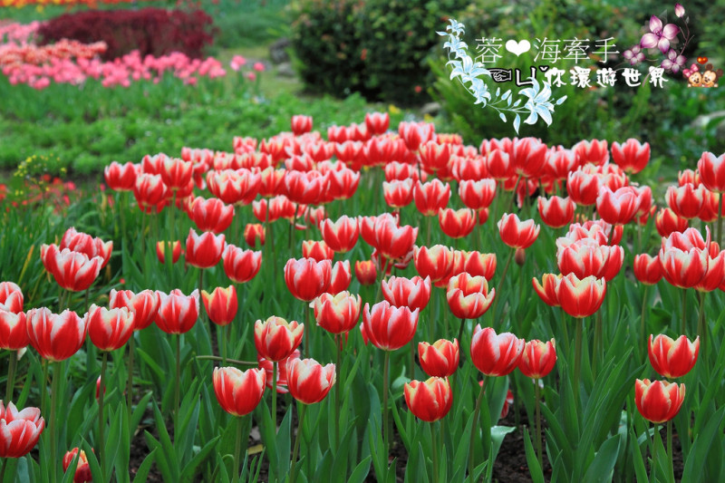 【桃園】神祕花谷。堪稱北台灣最大的鬱金香花海~ღ桃源仙谷