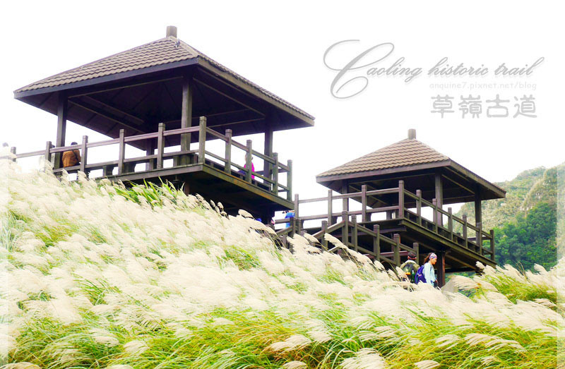 [新北。東北角] 2014草嶺古道芒花季！潔白羽絨般翩翩飛舞於山間的雪精靈