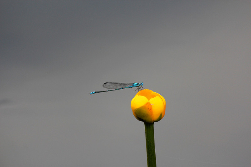 [宜蘭] 勝洋水草休閒農場～全家出遊好去處！