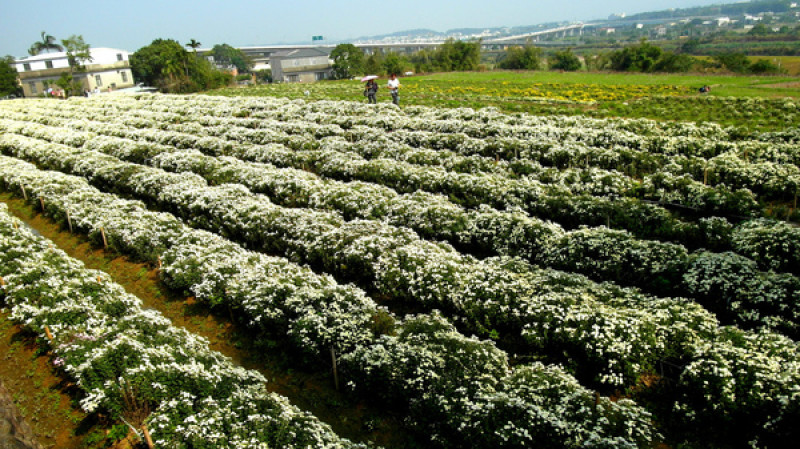 【苗栗】2013杭菊季❤美呆了!!銅鑼下一場白茫茫的秋雪