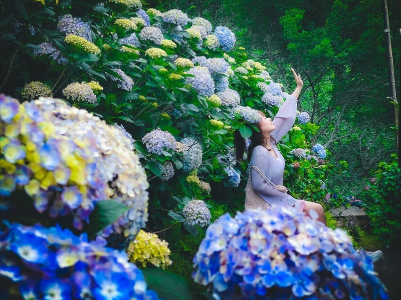 苗栗縣南庄鄉碧絡角花園咖啡｜超大繡球花滿開！超浪漫繡球花山谷