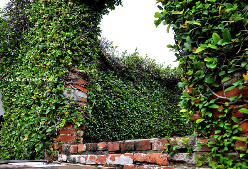 【台南旅遊】蚵灰寮，台南安平旅遊景點，綠意盎然古厝~旁邊方蘭川焦皮布丁好吃!